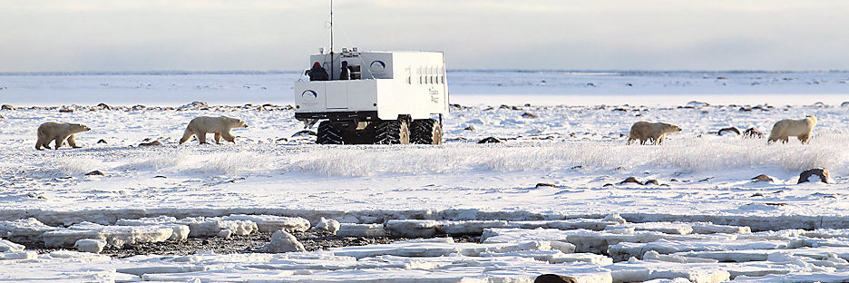 Manitoba_Churchill_PolarBears_1489 Panorama_m_6300.jpg